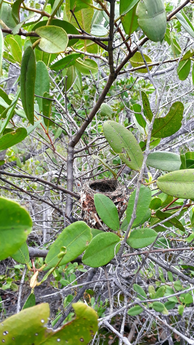 Yellow Warbler (Galapagos) - ML518774041