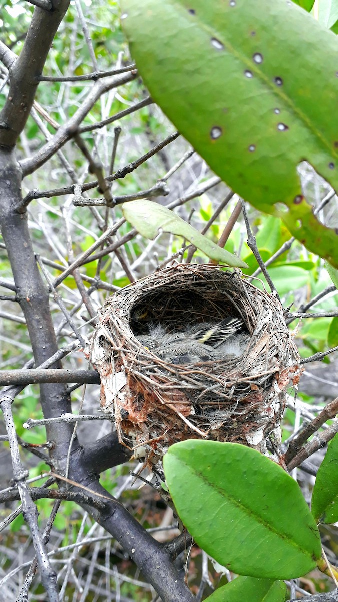 Yellow Warbler (Galapagos) - ML518774051