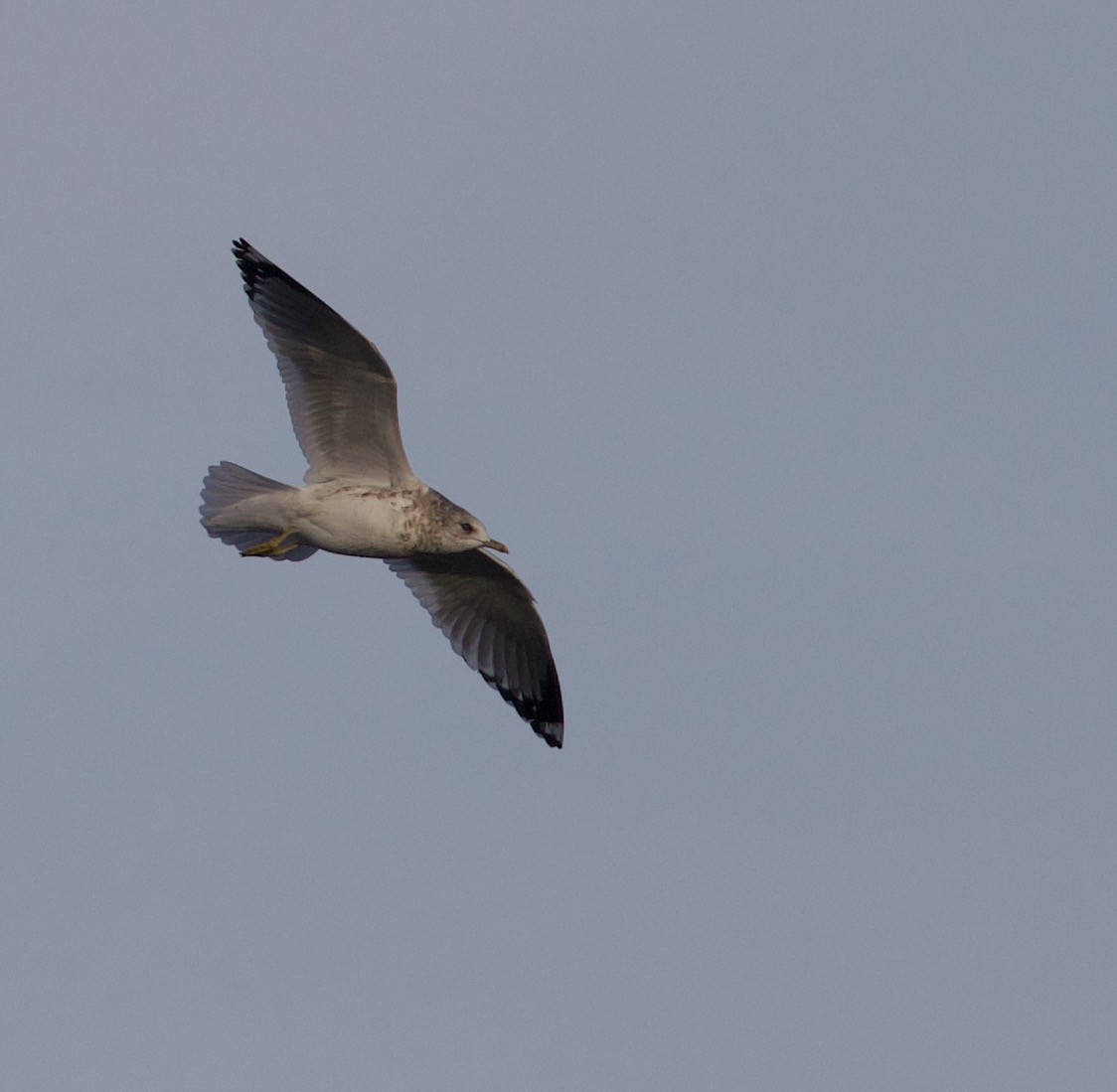 Short-billed Gull - Cathy Reader