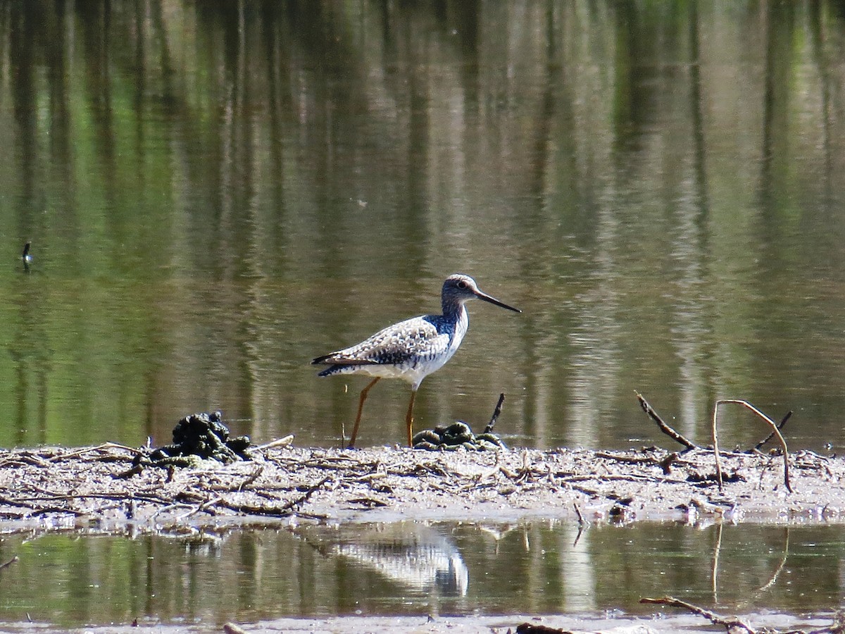 Greater Yellowlegs - ML51877511