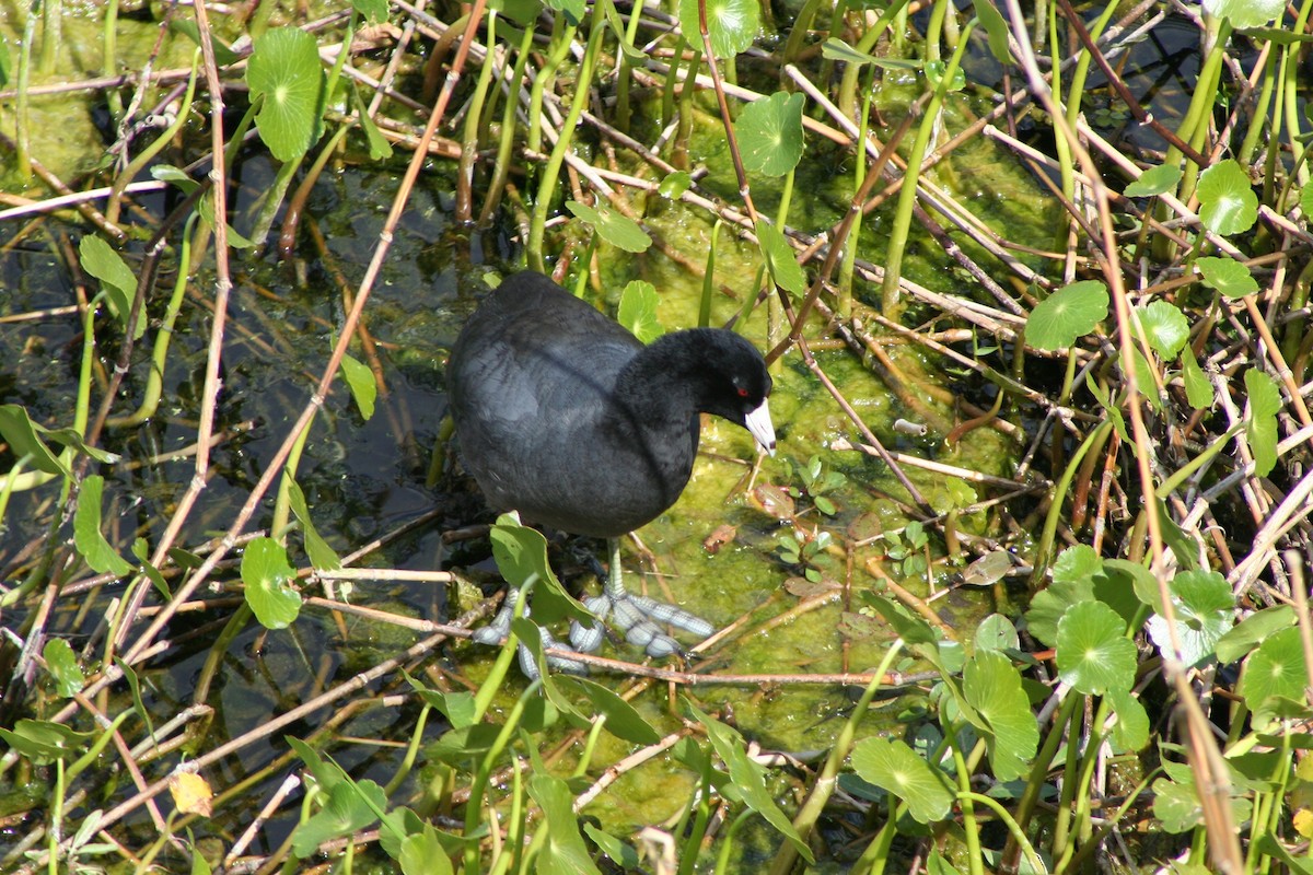 American Coot - David Simpson