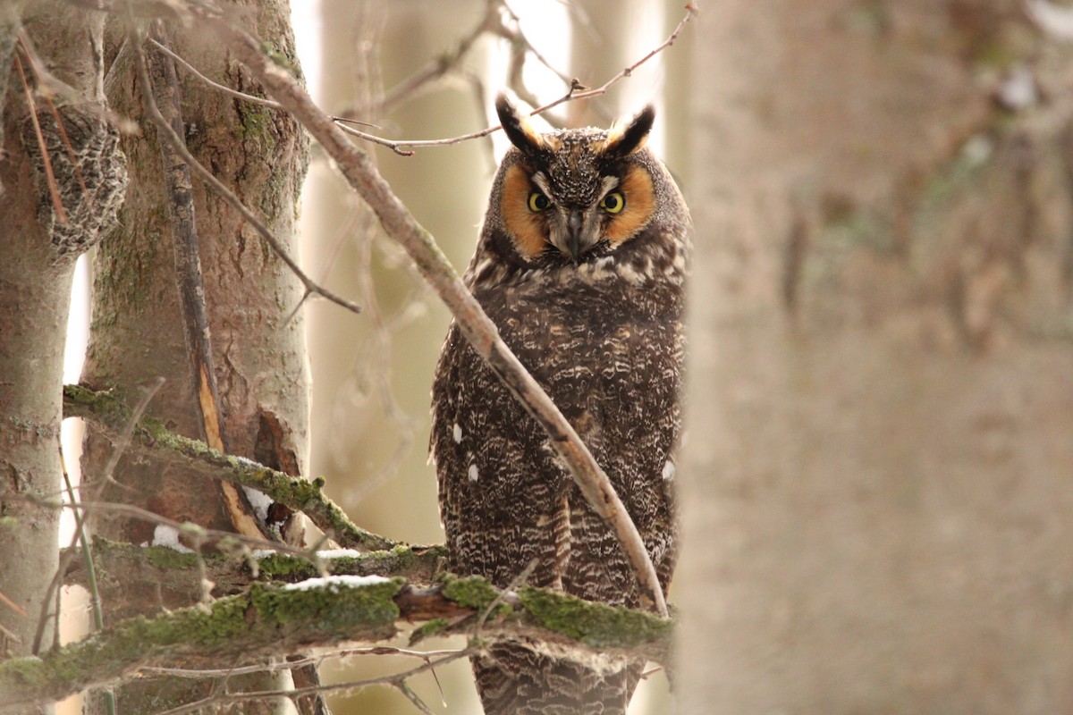 Hibou moyen-duc - ML518775911