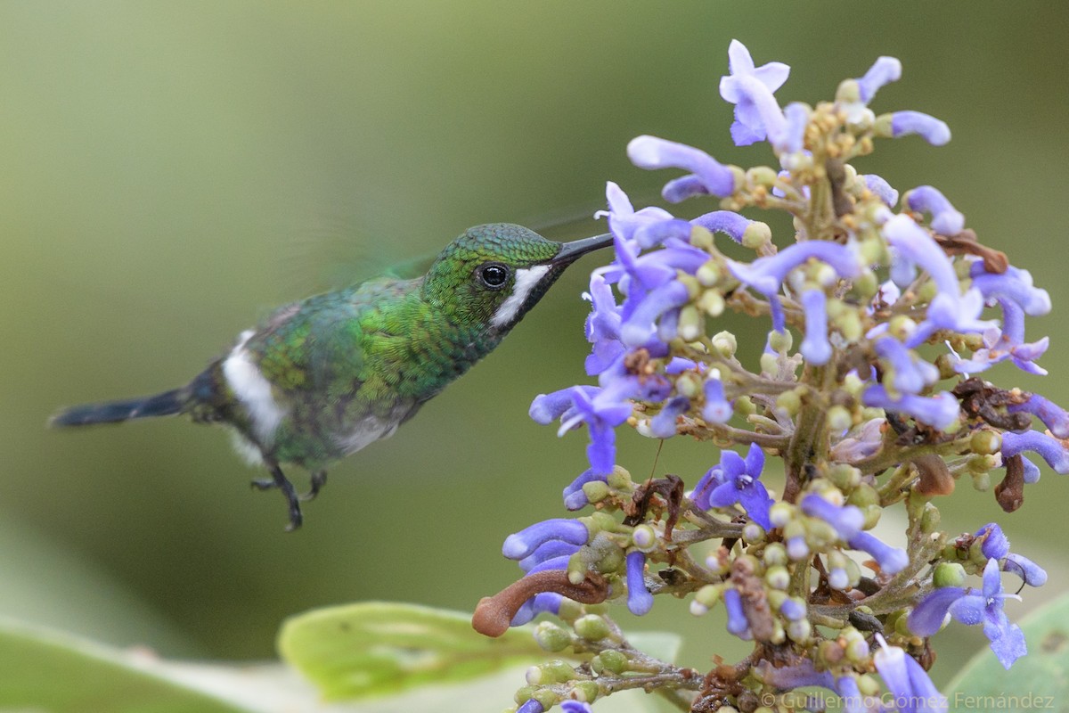 kolibřík trnoocasý - ML51877611