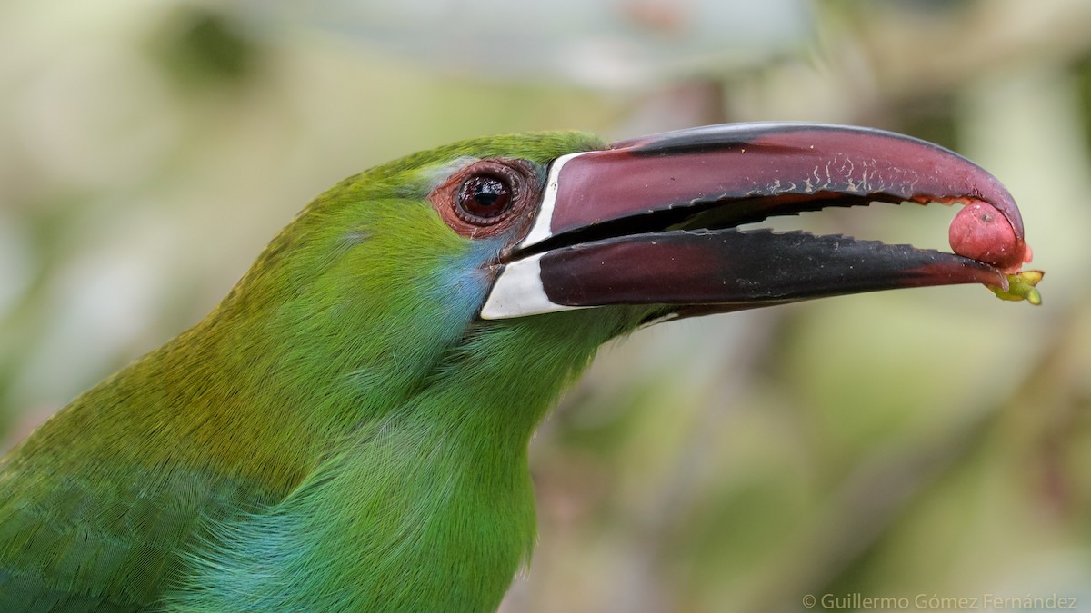 Toucanet à croupion rouge - ML51877691