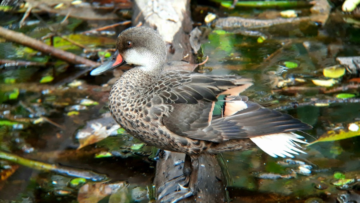 White-cheeked Pintail (Galapagos) - ML518778911