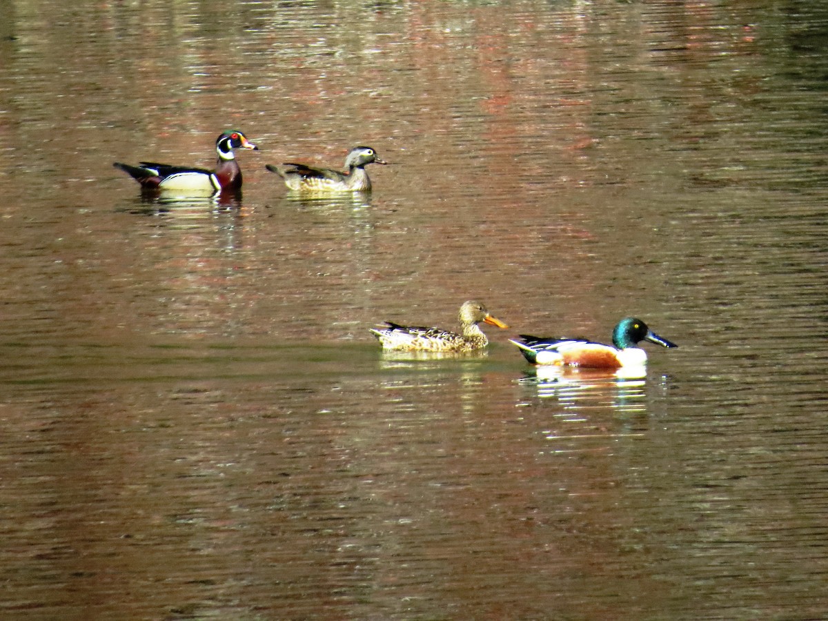 Northern Shoveler - ML51877911