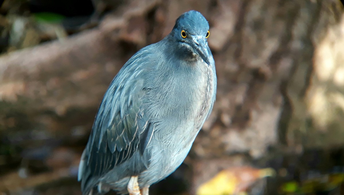 Striated Heron (Galapagos) - ML518779171