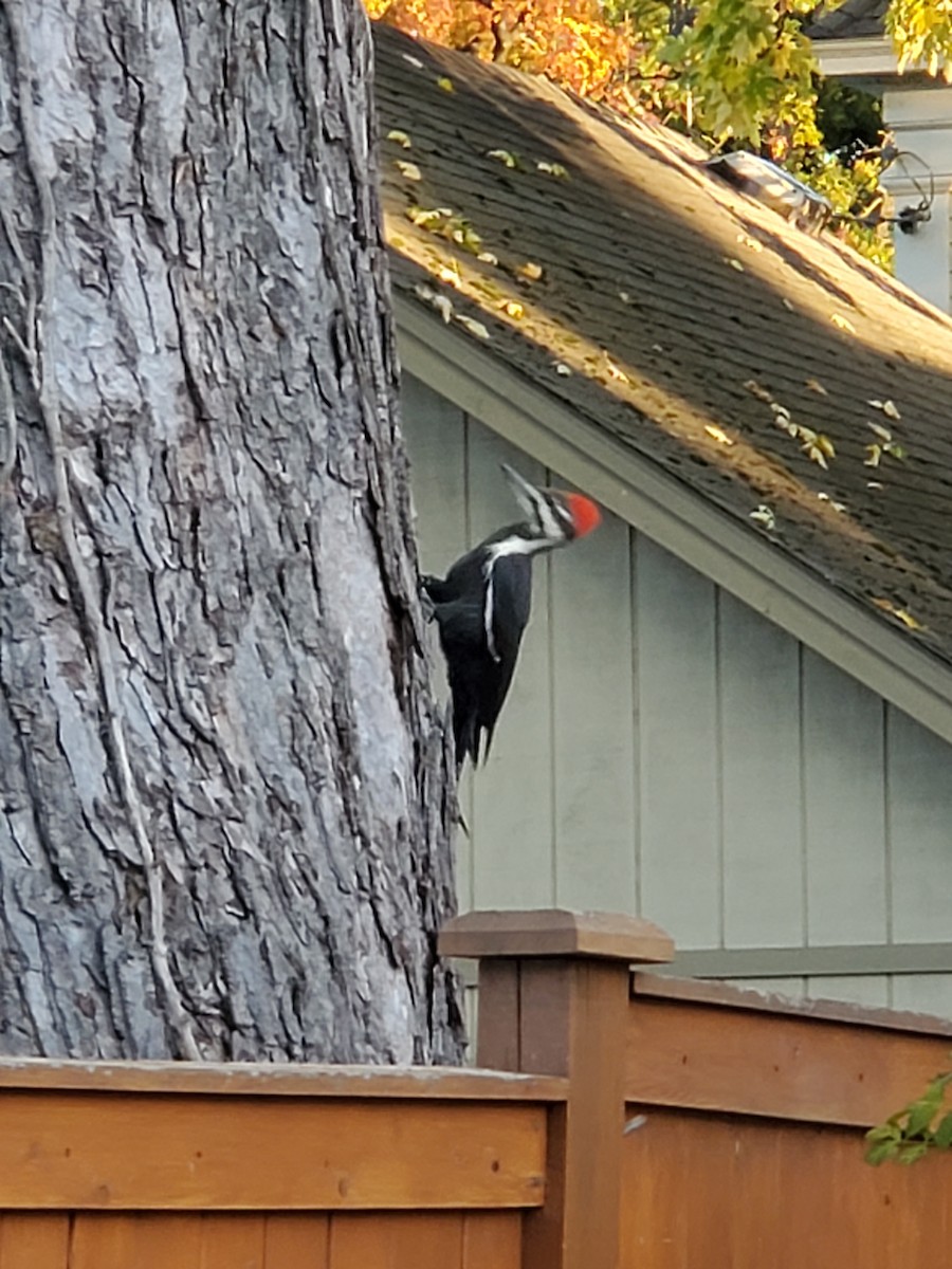 Pileated Woodpecker - ML518779631