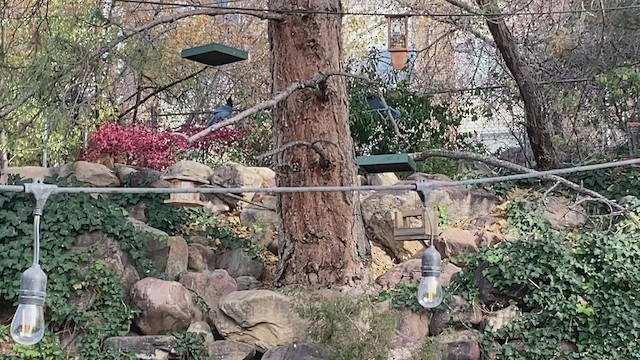 Steller's Jay - ML518779771