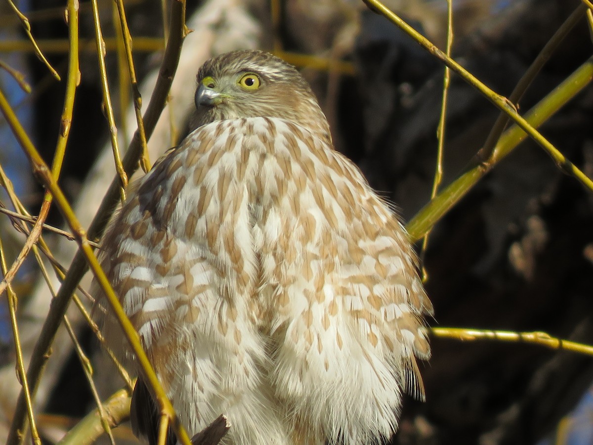 Sharp-shinned Hawk - ML518780321
