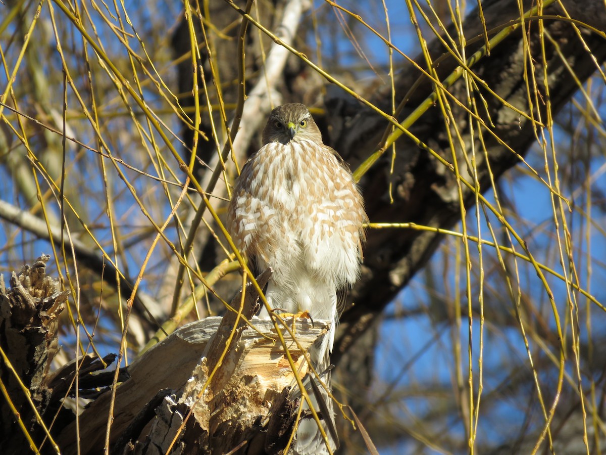 Sharp-shinned Hawk - ML518780331