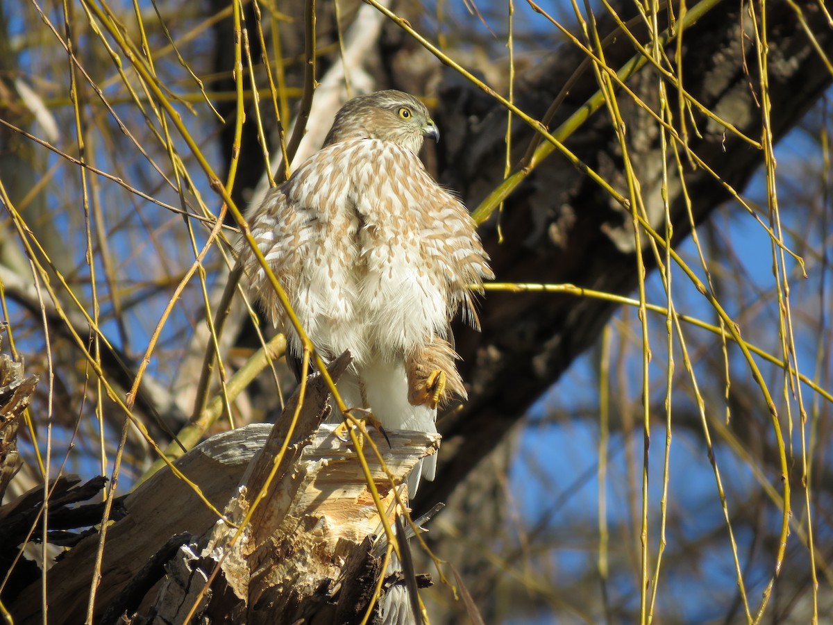 Sharp-shinned Hawk - ML518780341