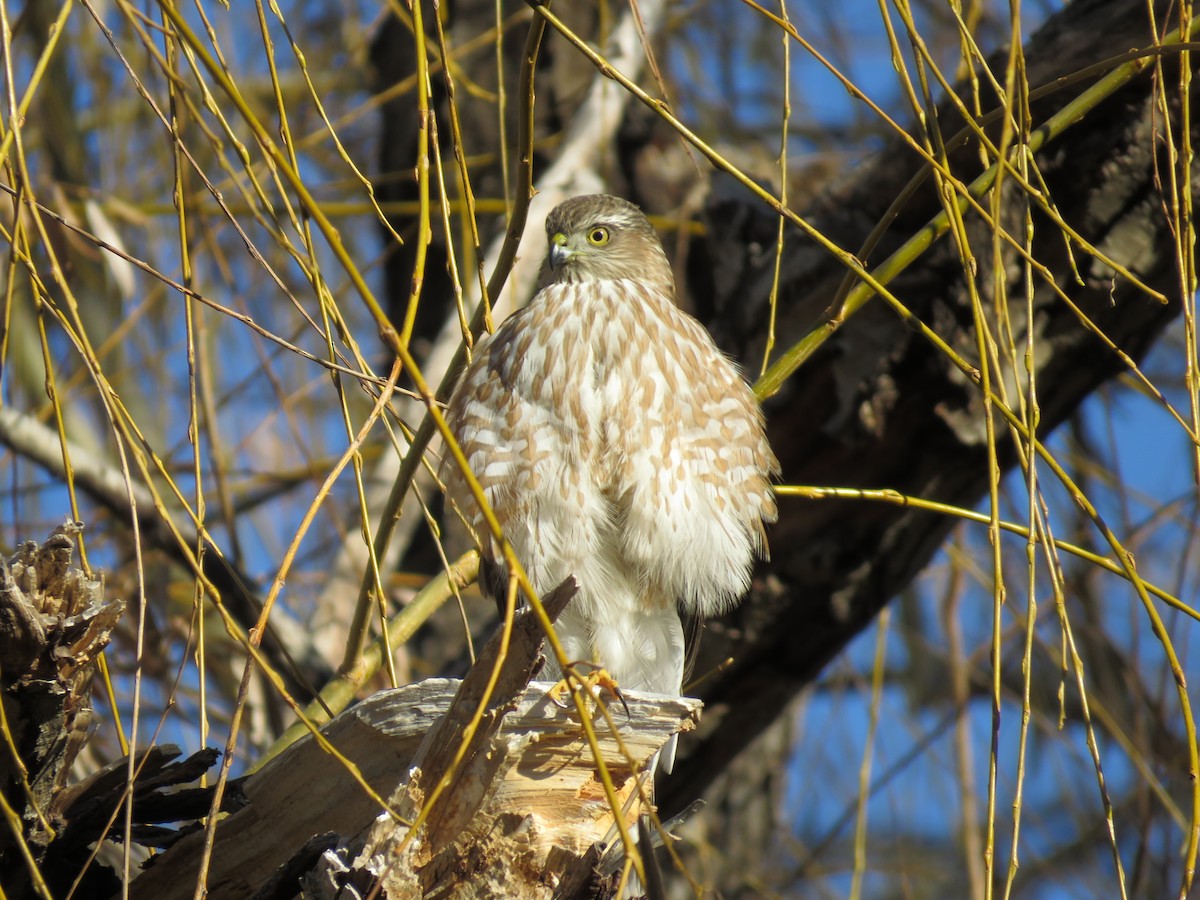 Sharp-shinned Hawk - ML518780351