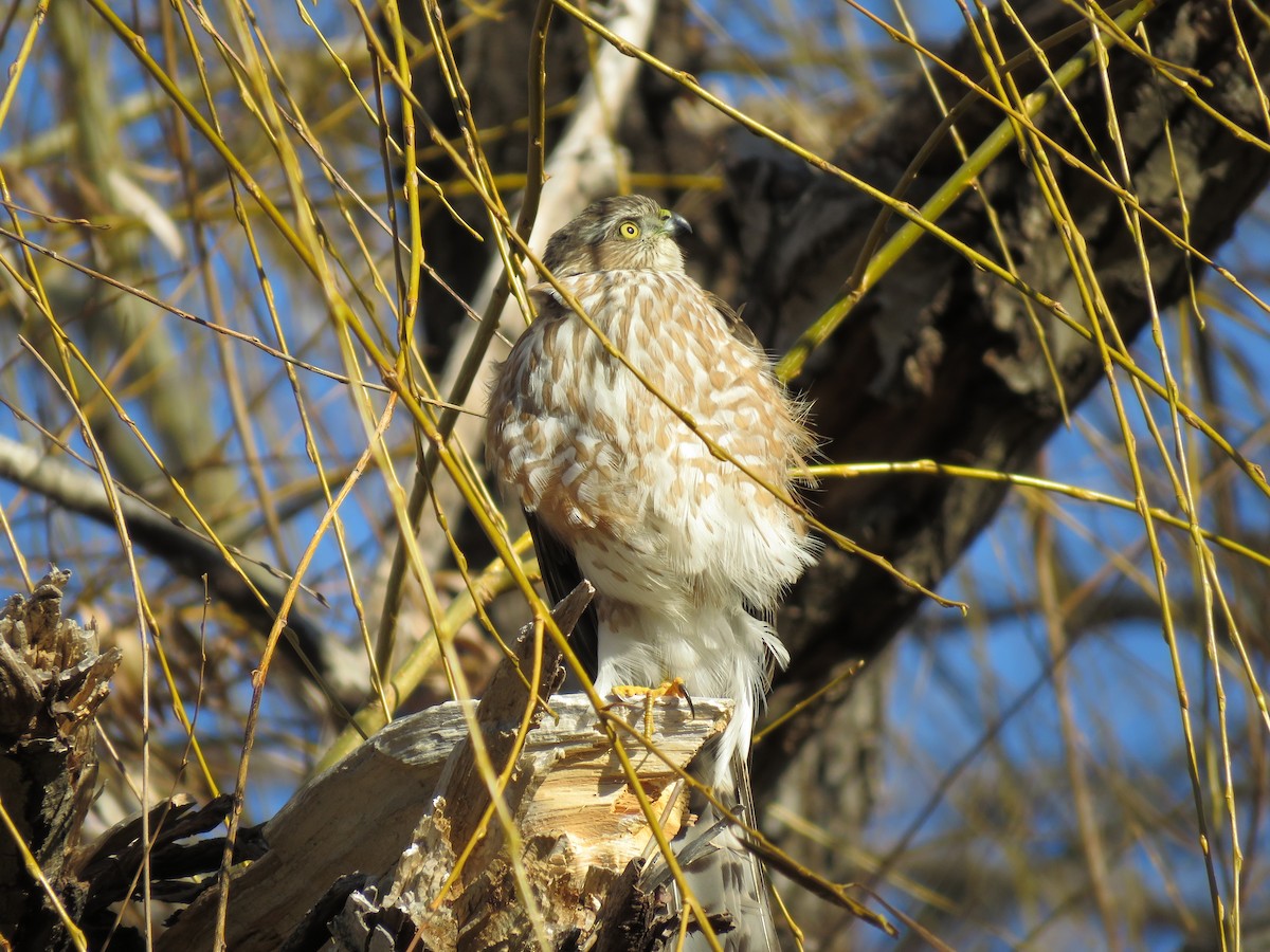 Sharp-shinned Hawk - ML518780361