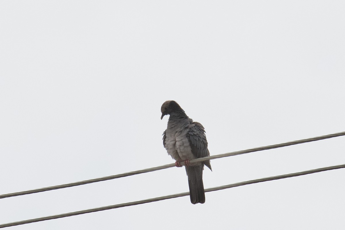 eBird Checklist - 31 Dec 2022 - Joseph Ryder Lewis Jr. Civil War Park ...