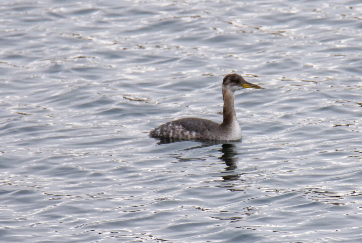 Red-necked Grebe - ML518780631