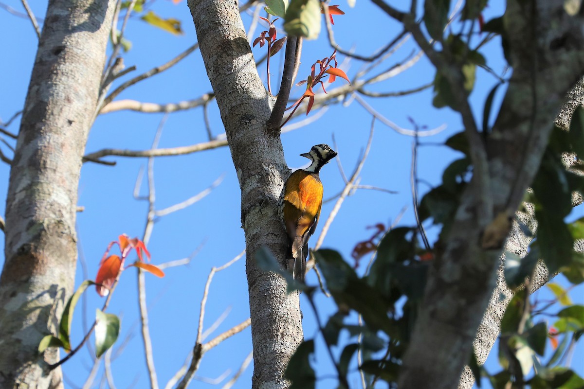 Common Flameback - Ben Weil