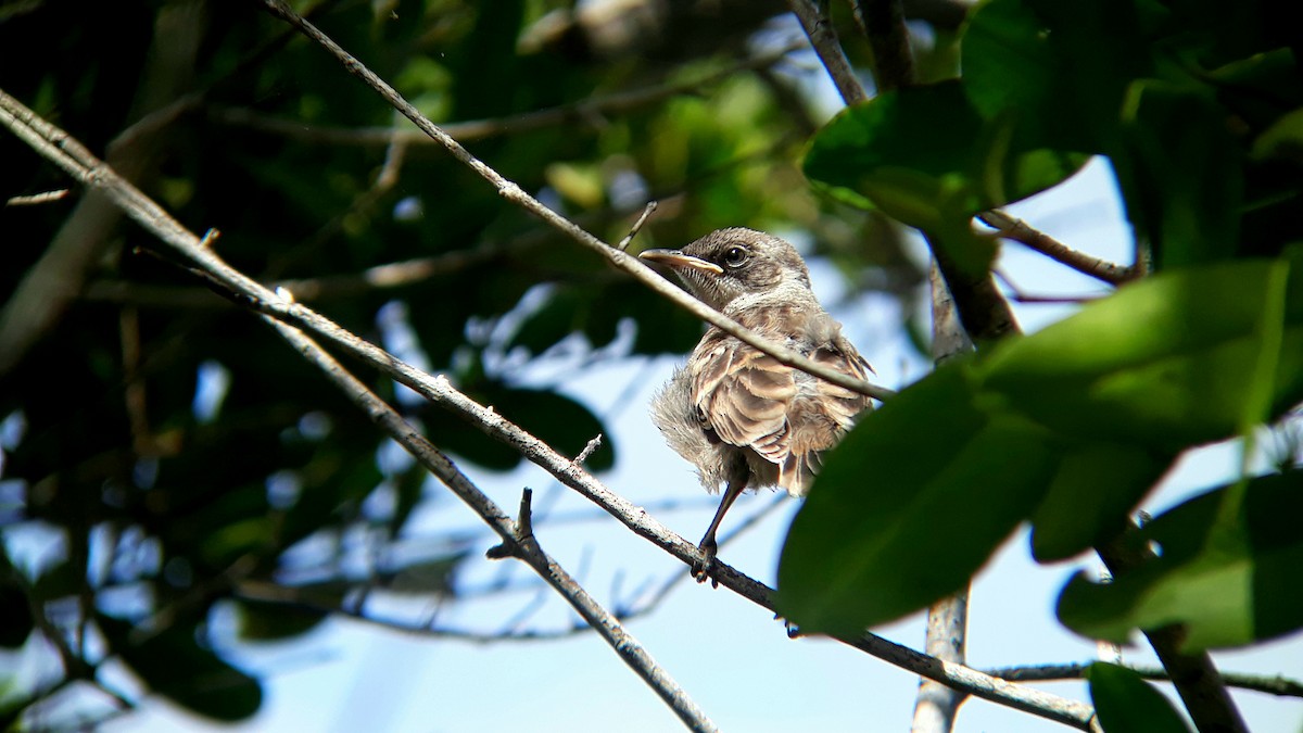 Moqueur des Galapagos - ML518782661