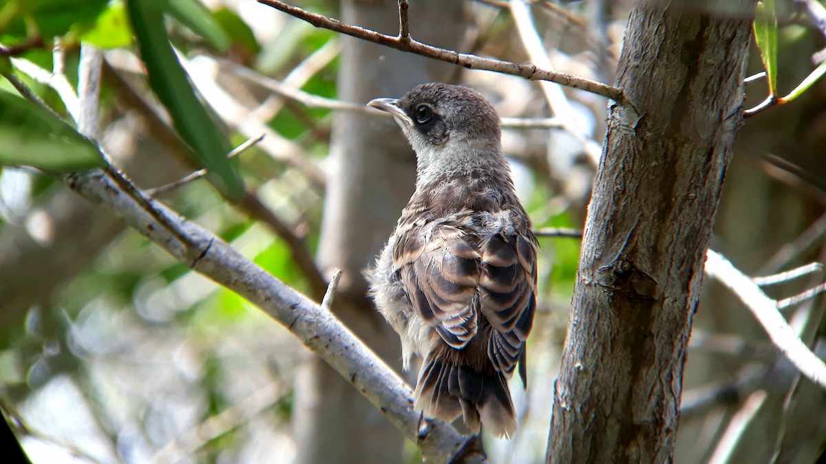 Galapagos Mockingbird - ML518782691