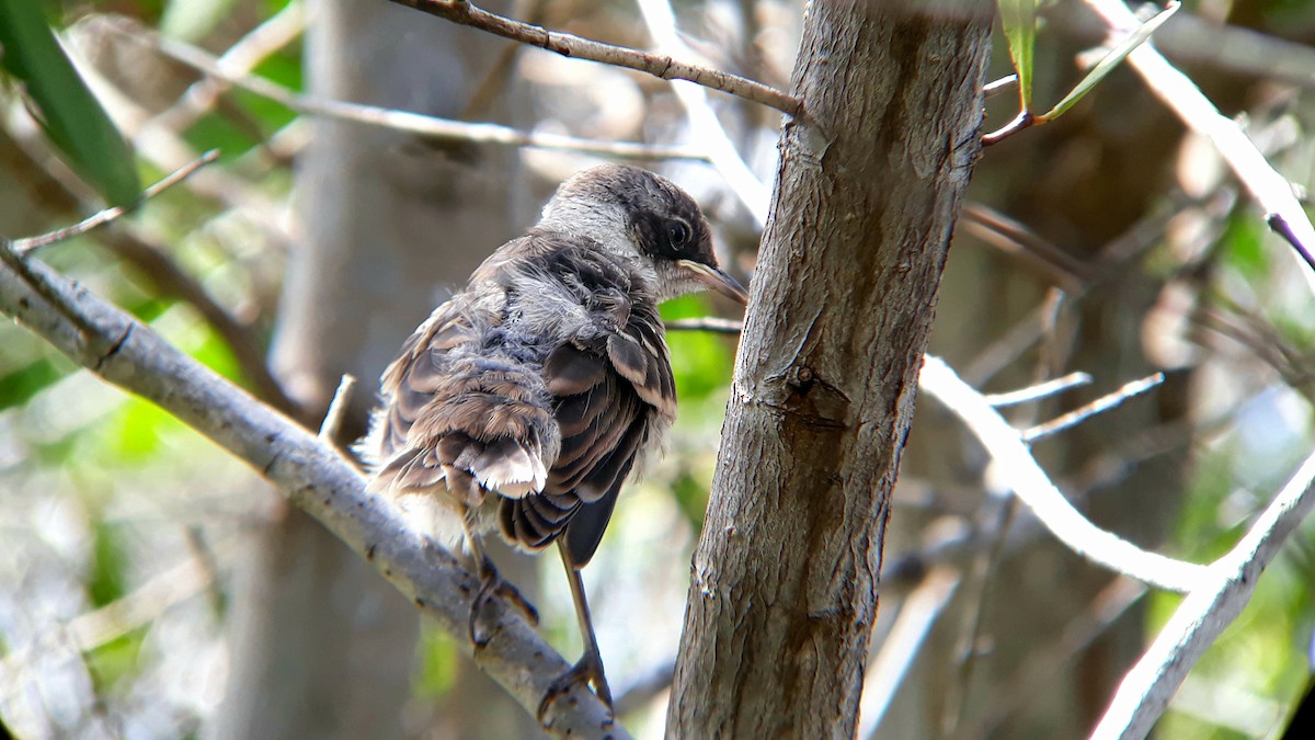 Galapagos Mockingbird - ML518782791