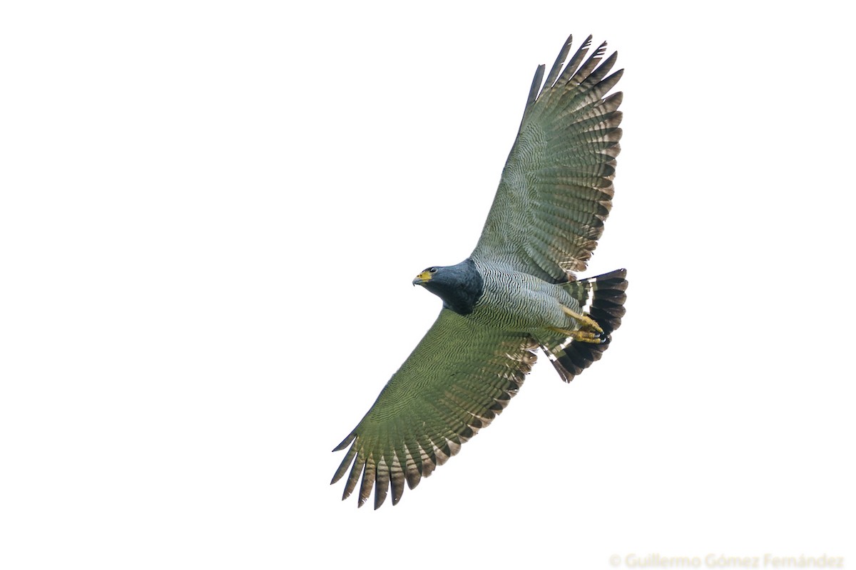 Barred Hawk - Guillermo Gomez Fernandez