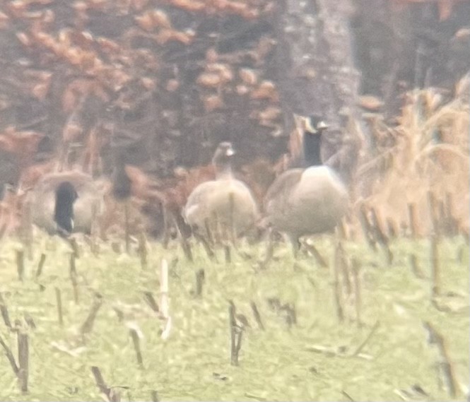 Pink-footed Goose - ML518783771