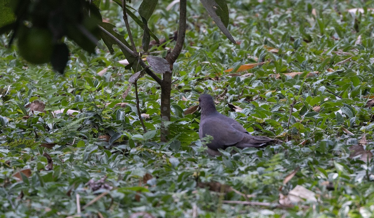 White-tipped Dove (brasiliensis Group) - ML518783791