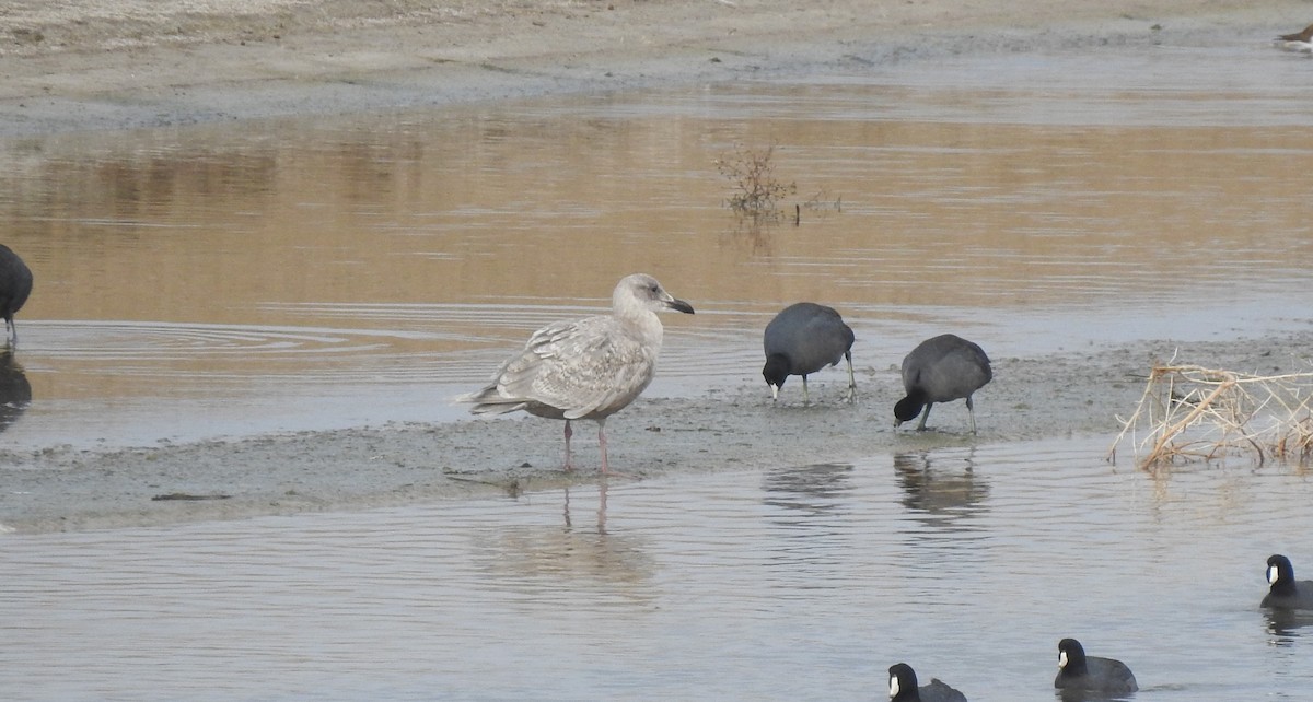 Glaucous-winged Gull - ML518784141