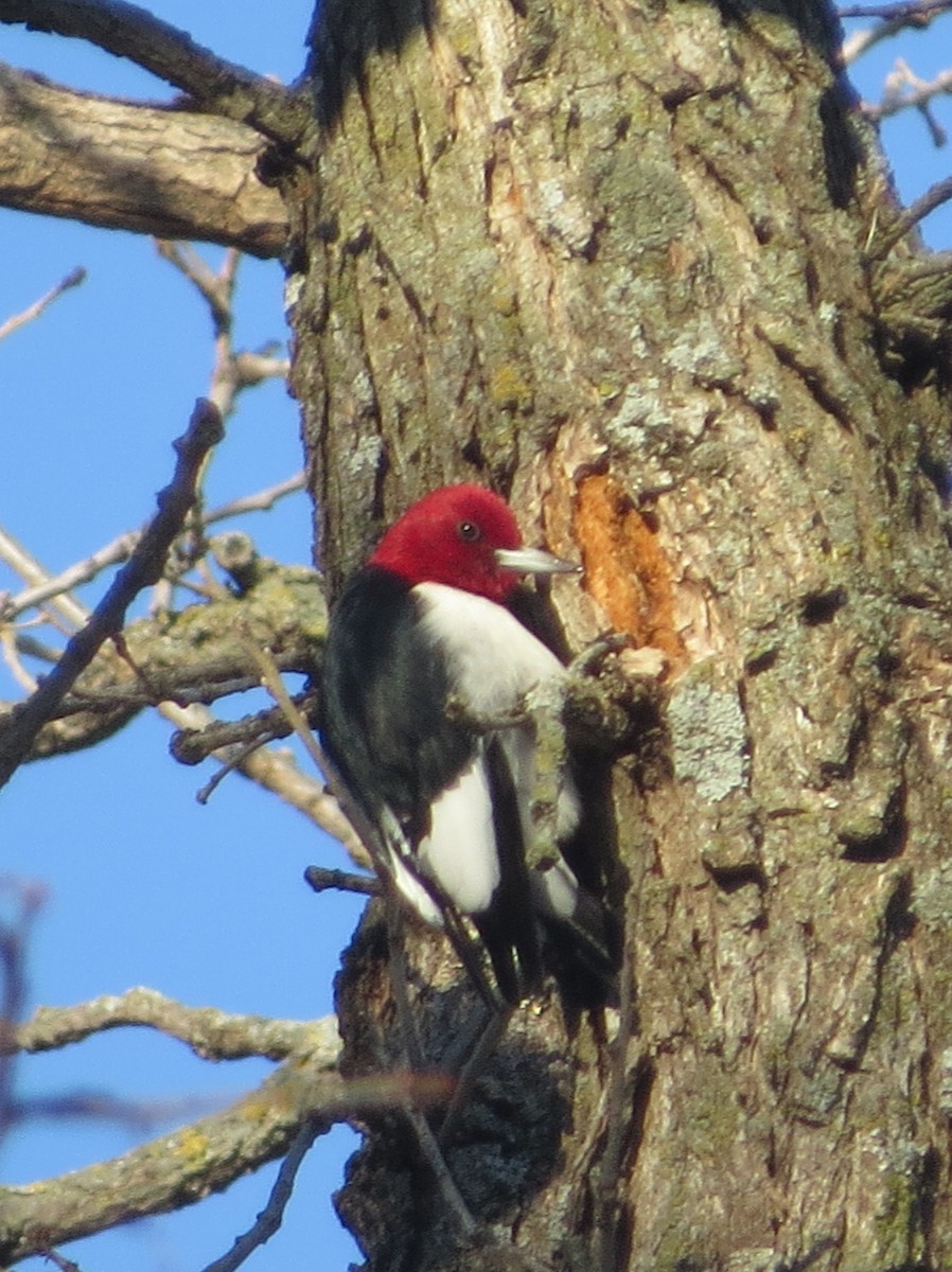 Red-headed Woodpecker - ML518784501