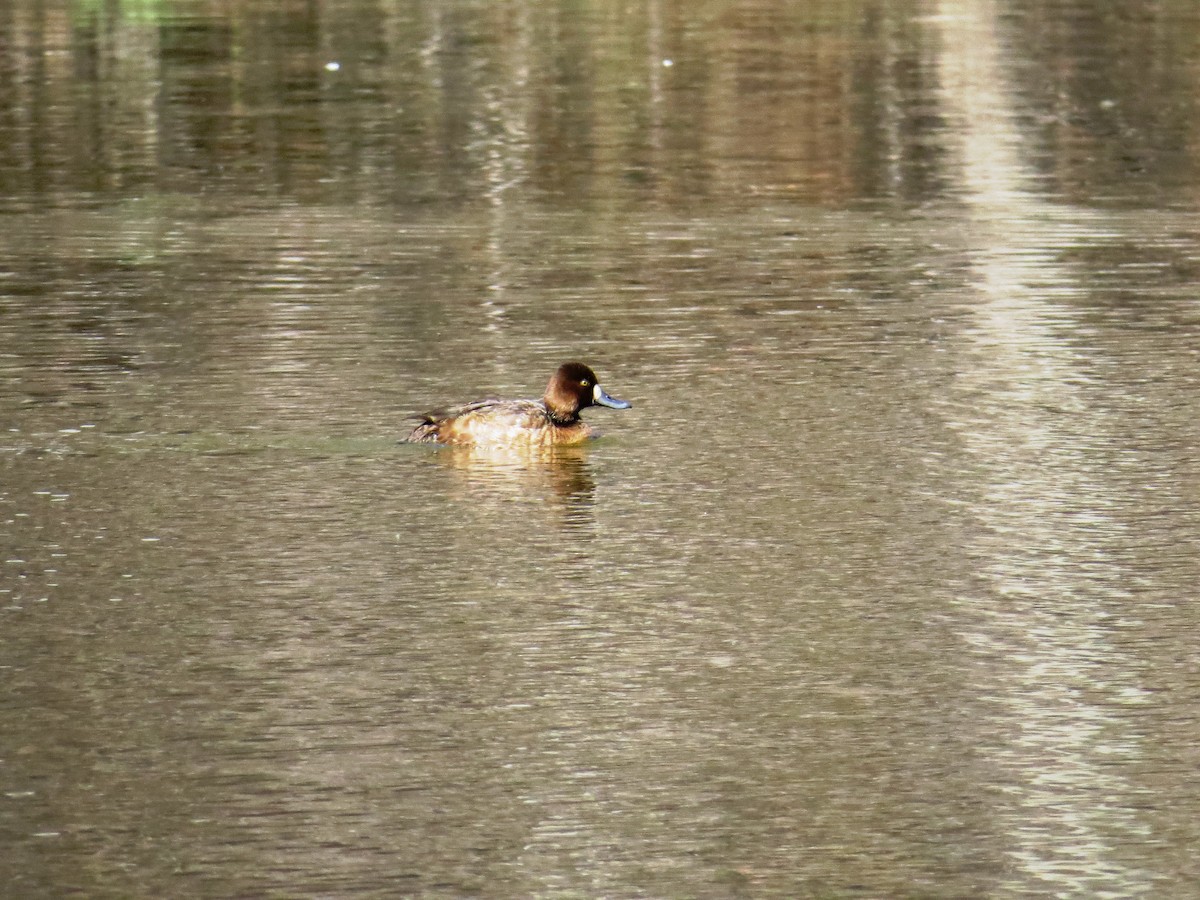 Lesser Scaup - ML51878571