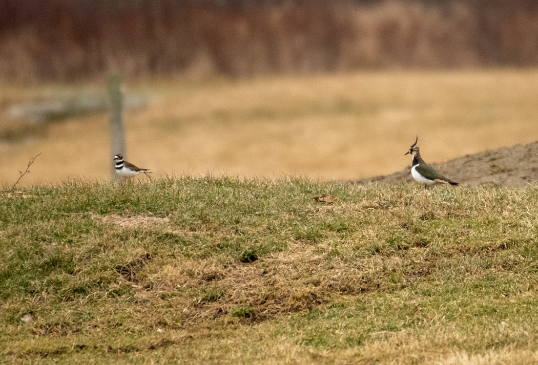 Northern Lapwing - Dave Tucker