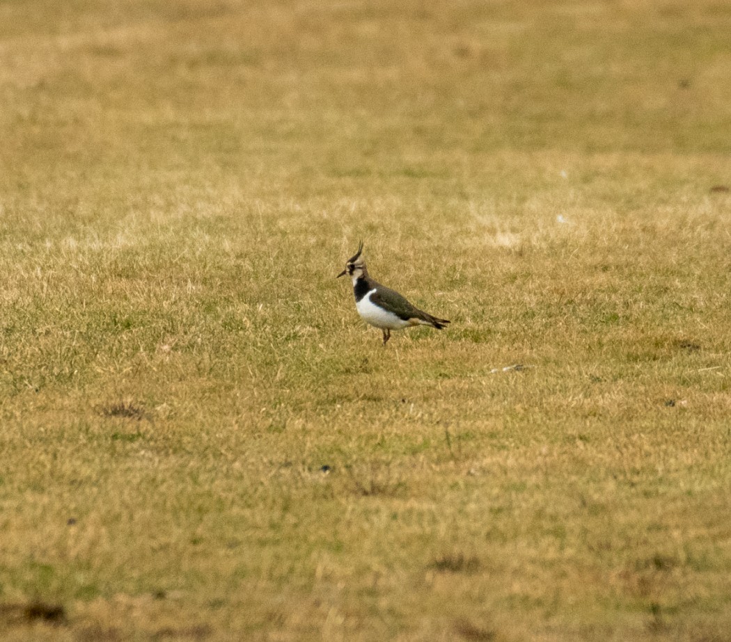 Northern Lapwing - Dave Tucker