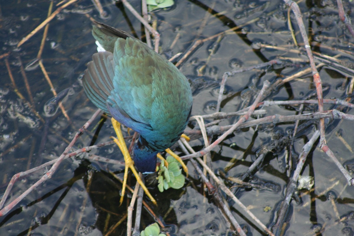 Purple Gallinule - David Simpson