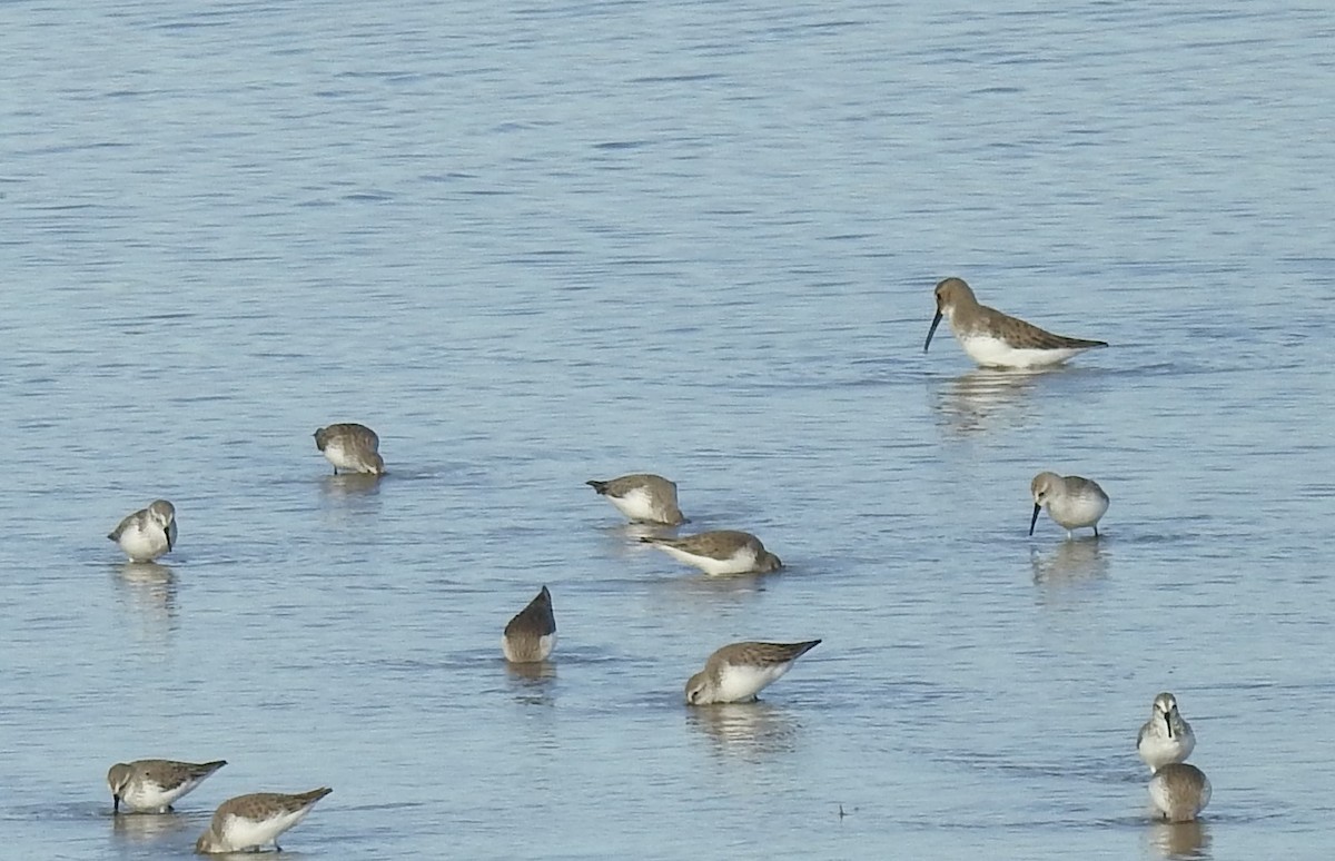 Dunlin - ML518788911