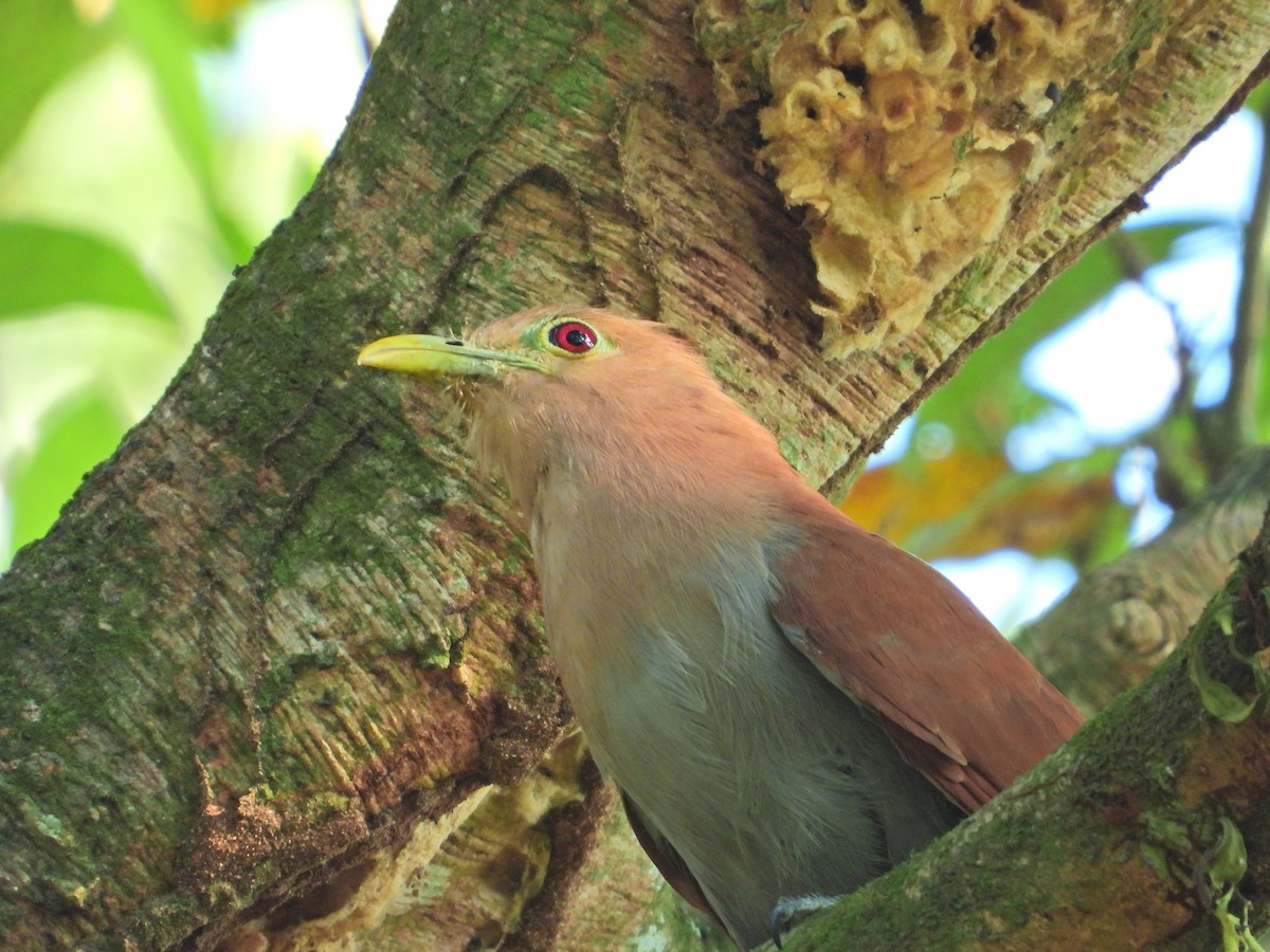 Squirrel Cuckoo - ML518789161