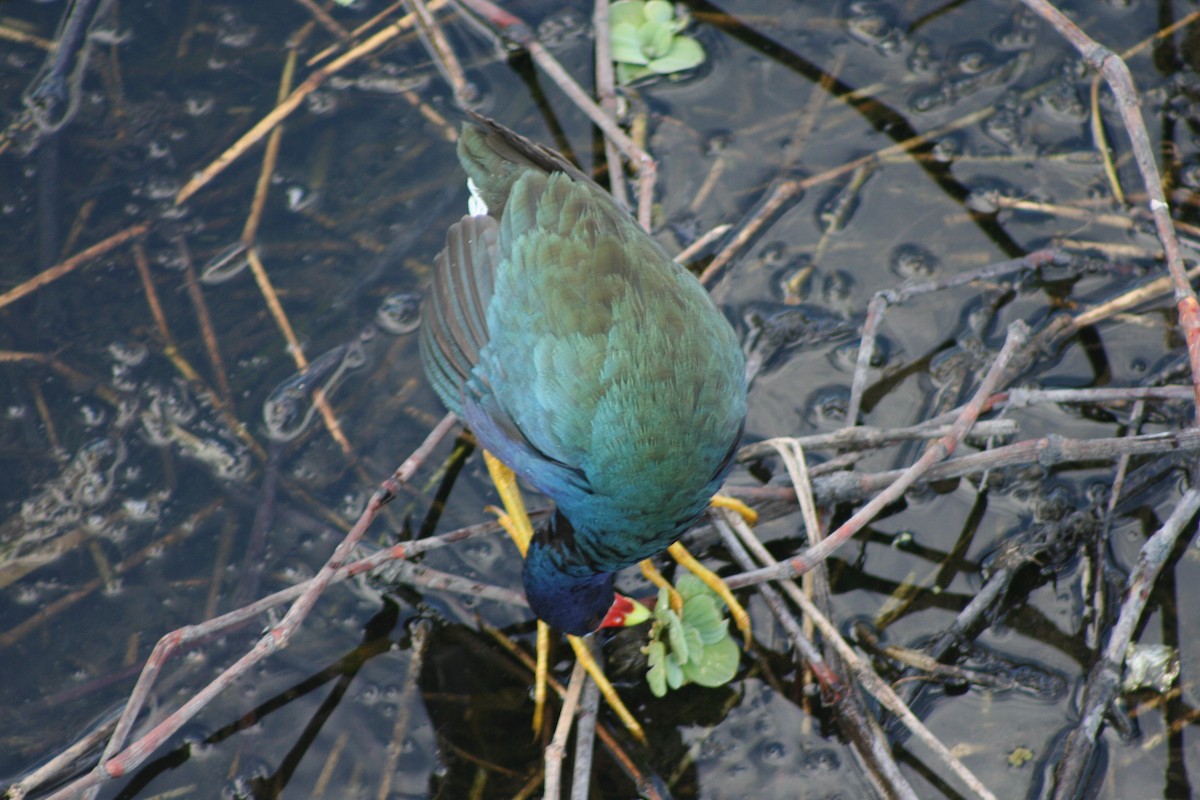 Purple Gallinule - David Simpson