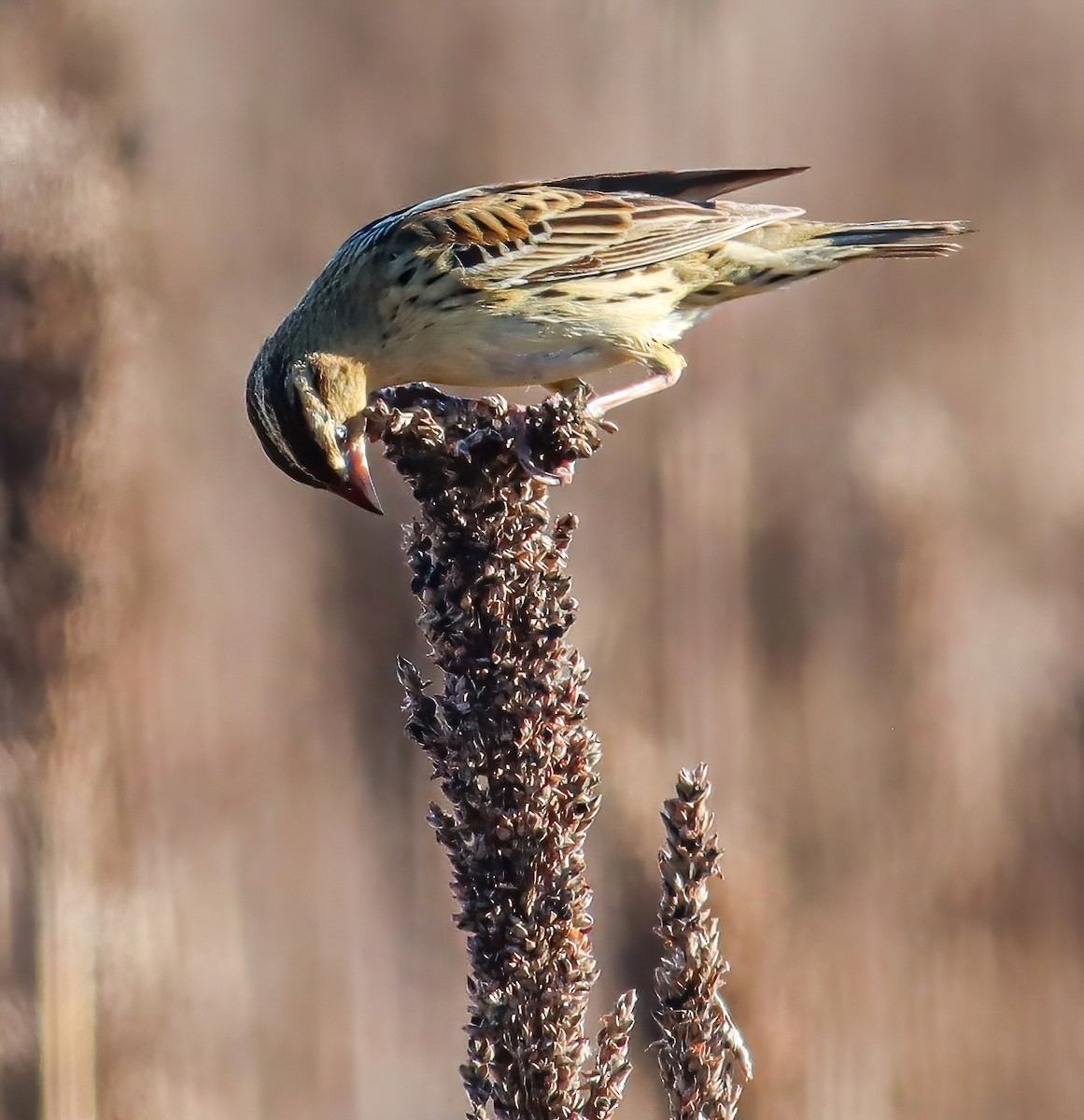 bobolink americký - ML518789531