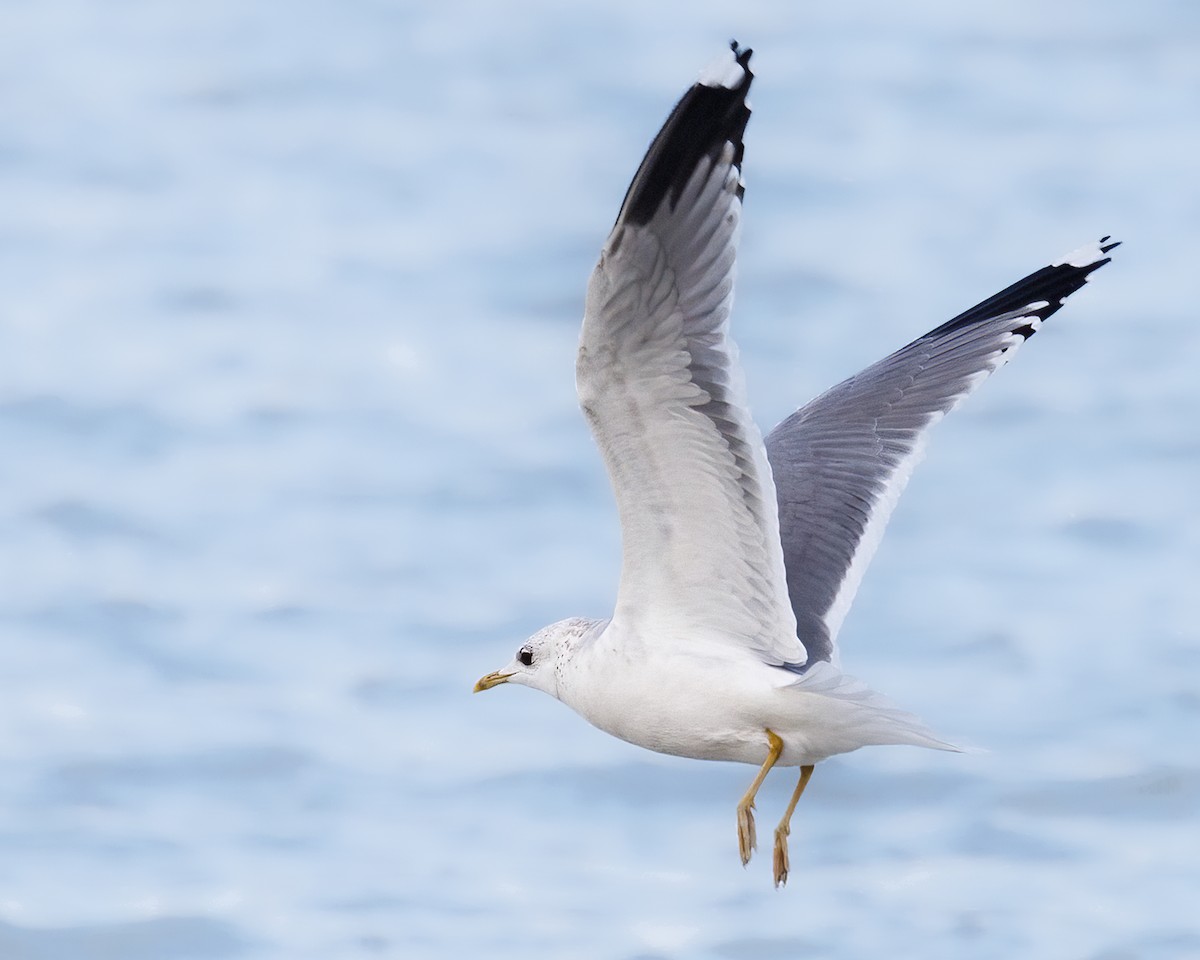 Common Gull - Anthony  Rodgers