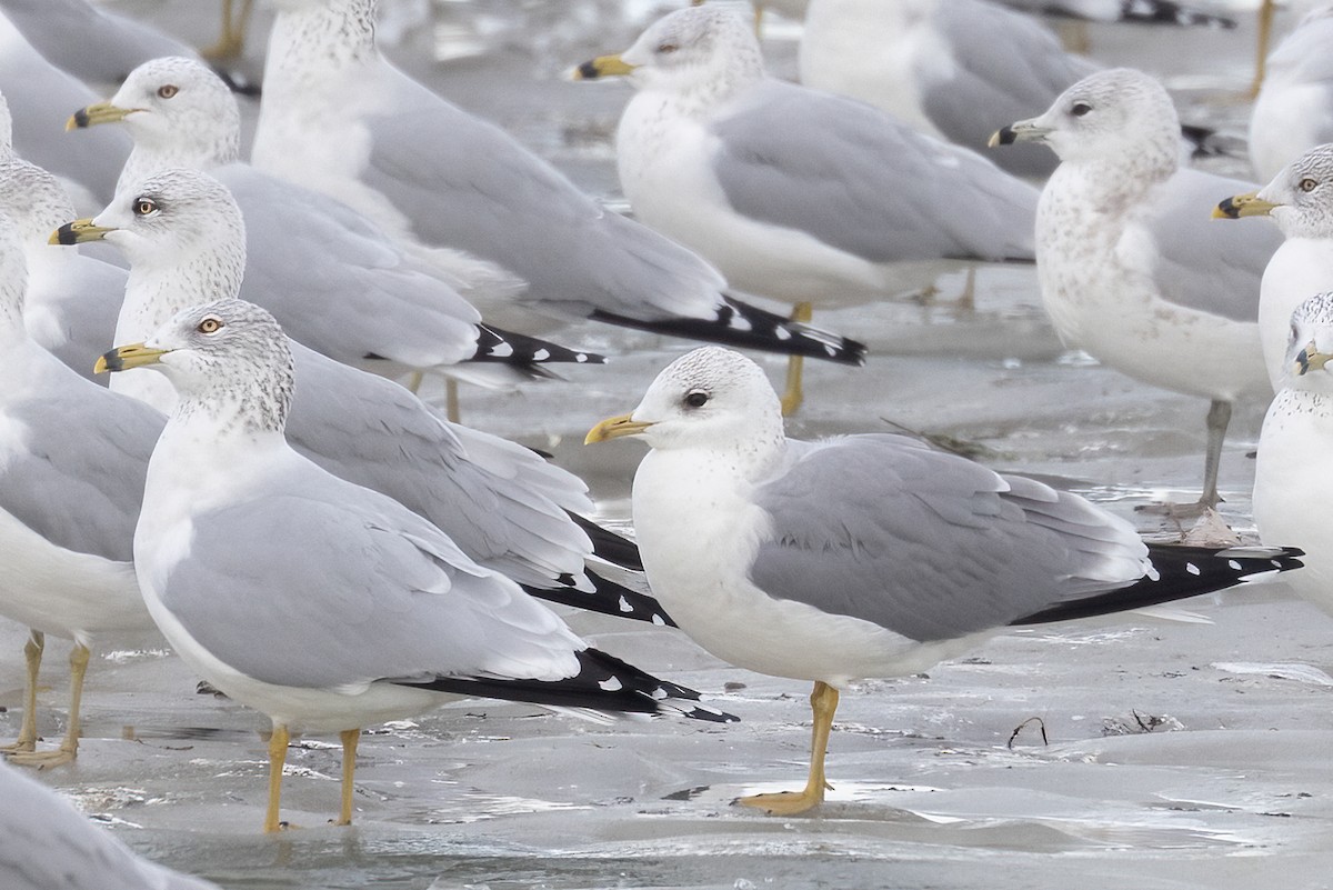 Gaviota Cana - ML518790141