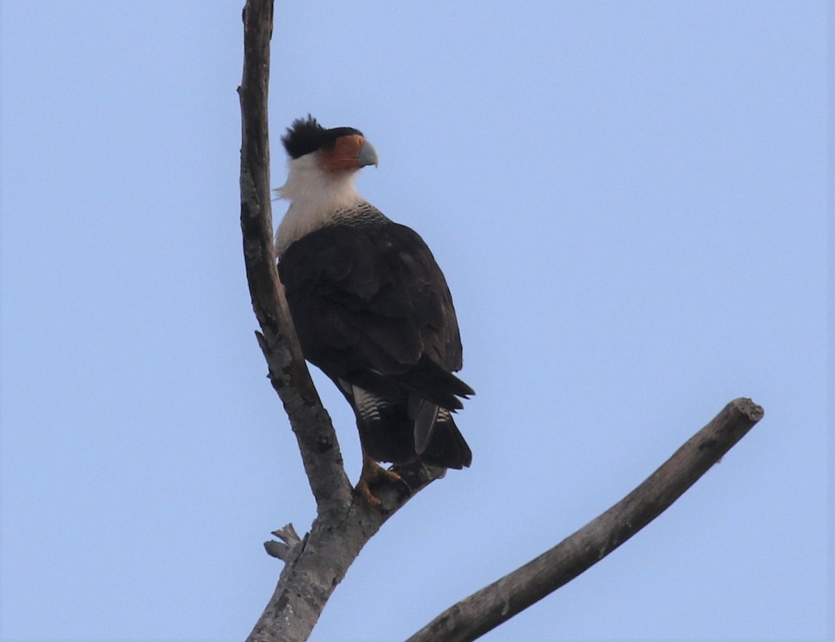 Crested Caracara (Northern) - ML518790231