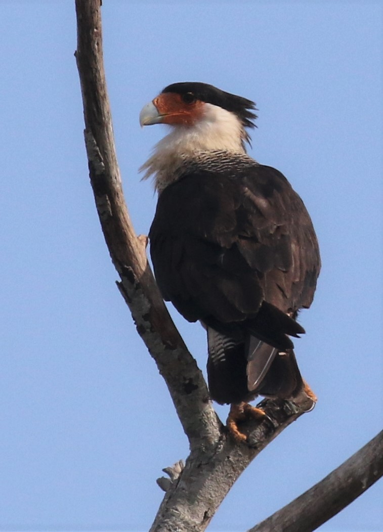 Crested Caracara (Northern) - ML518790391