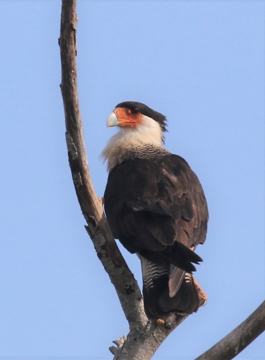 Crested Caracara (Northern) - ML518790581