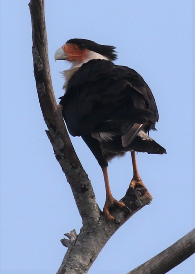 Crested Caracara (Northern) - ML518791051