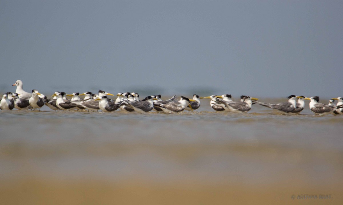 Great Crested Tern - Adithya Bhat