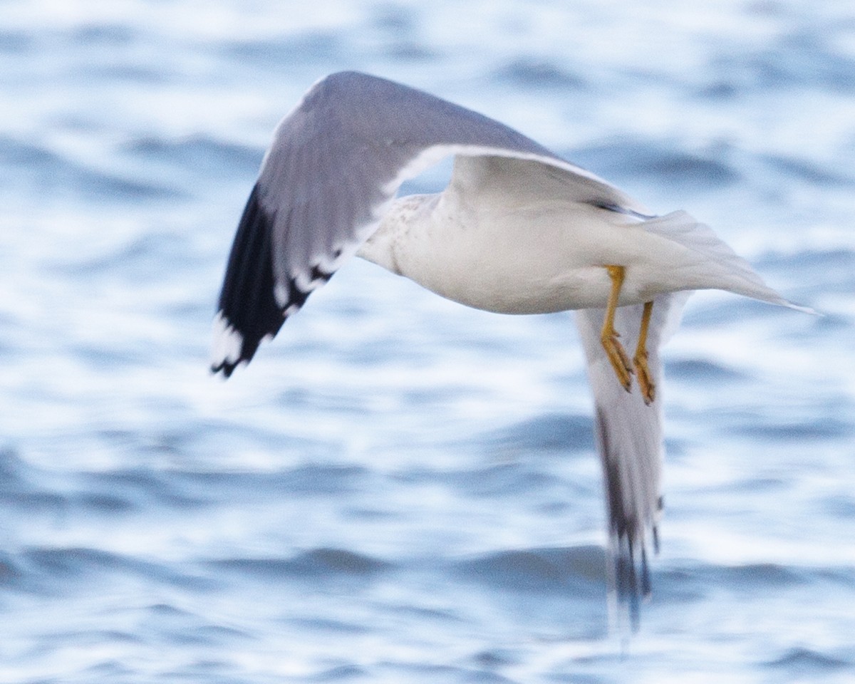 Common Gull - Anthony  Rodgers