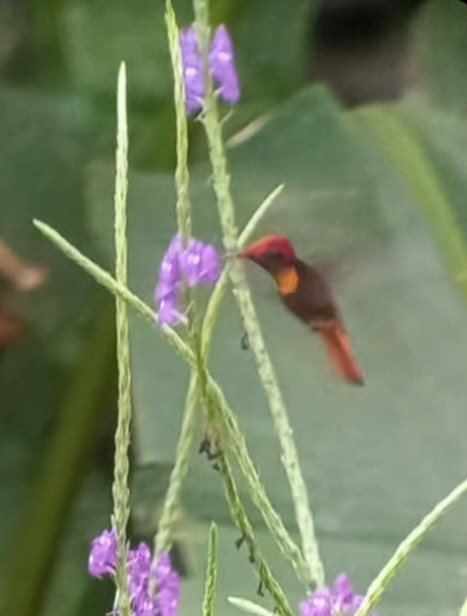 kolibřík červenohlavý - ML518793051