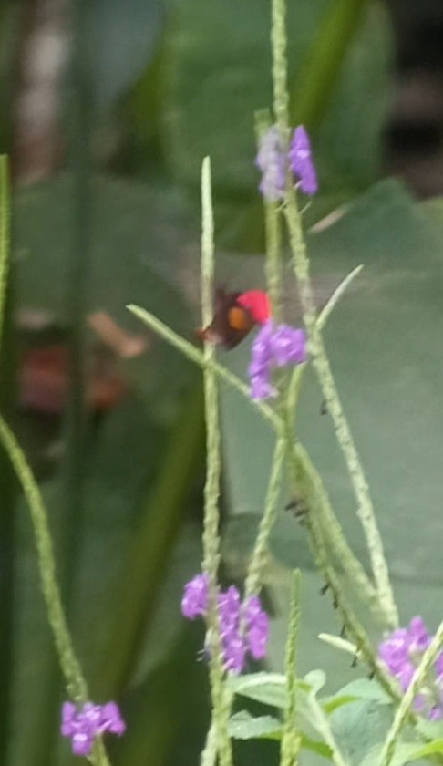 kolibřík červenohlavý - ML518793061