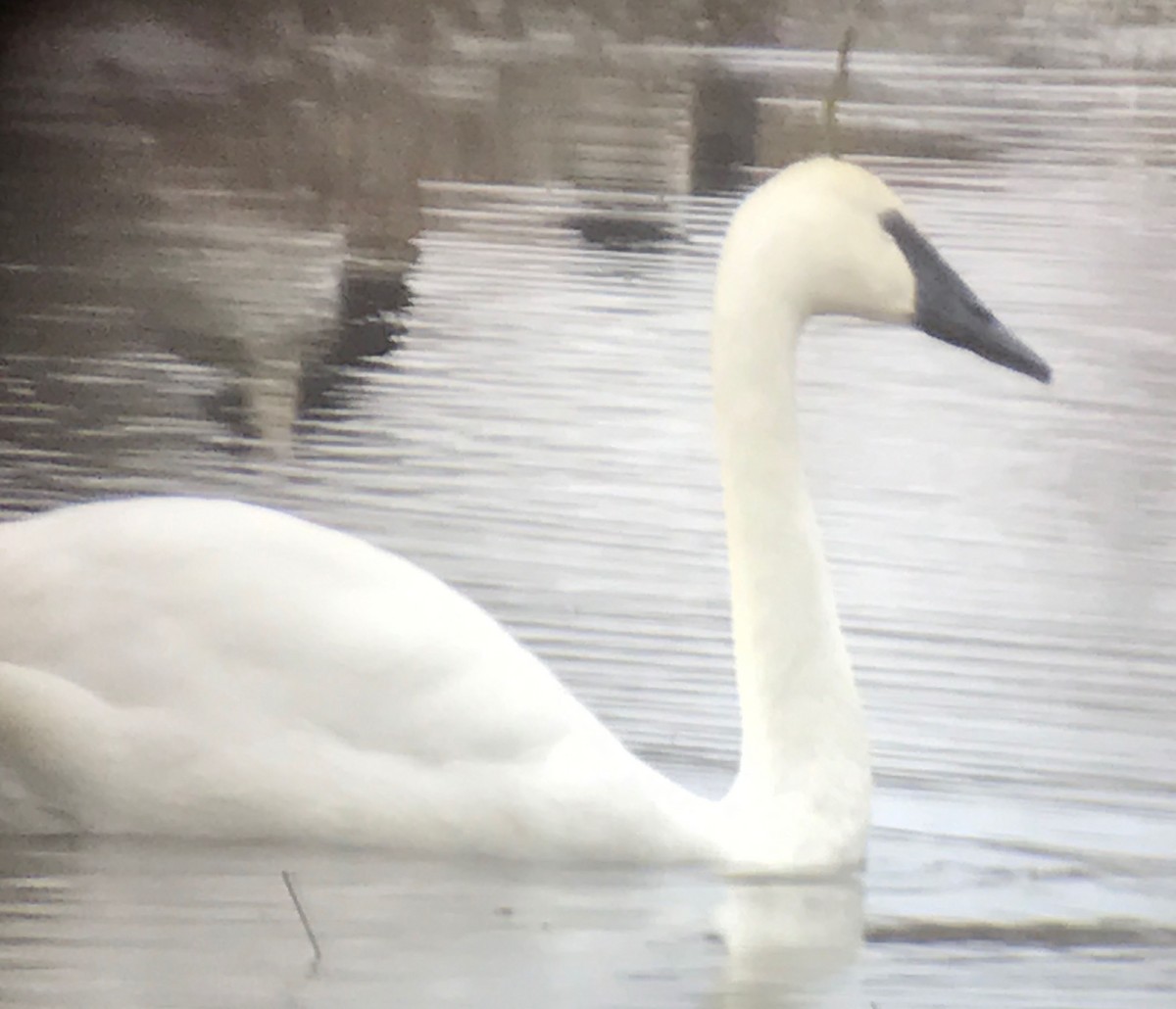 Trumpeter Swan - Clem Nilan