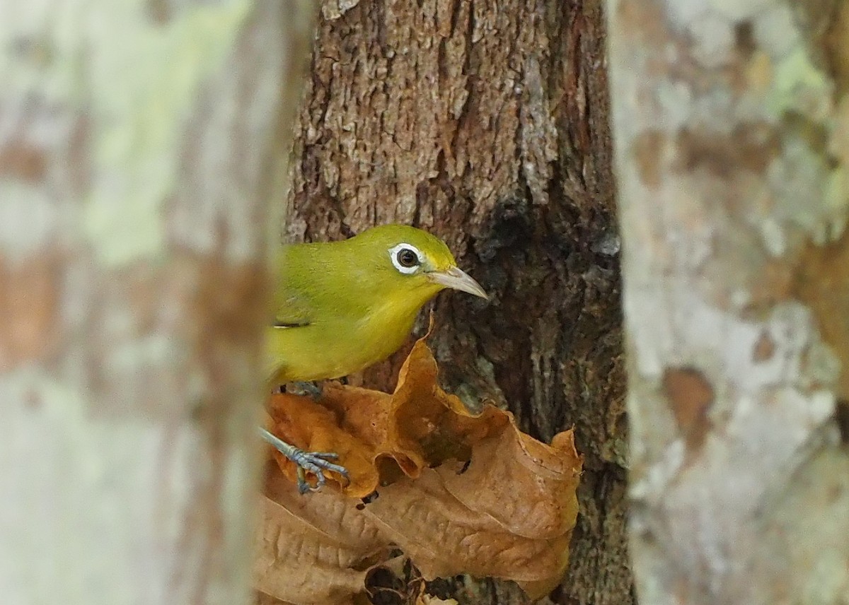 Louisiade White-eye - ML518793791