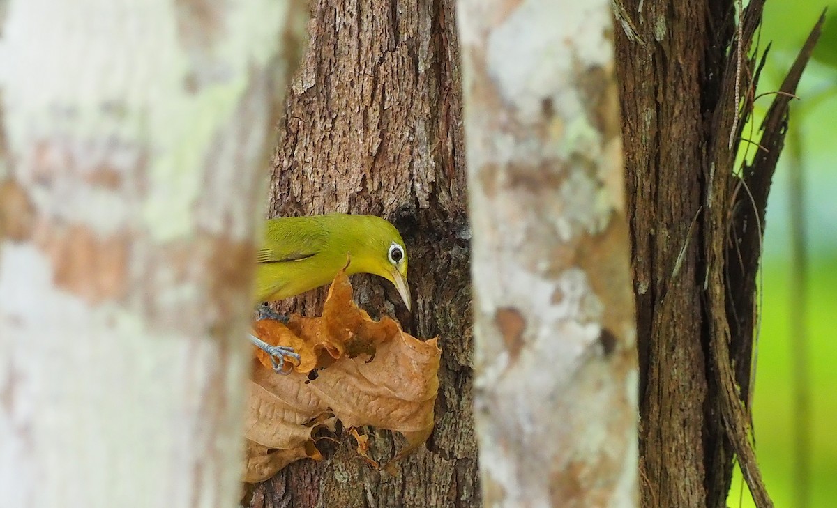 Louisiade White-eye - ML518793811